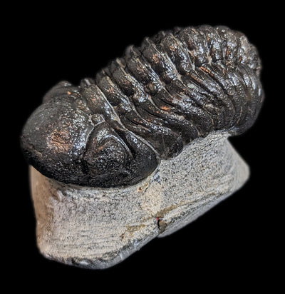 Eldredgeops Rana Trilobite Fossil In Matrix-Fossils-Sahara Overland-PaxtonGate