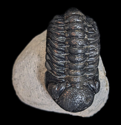 Eldredgeops Rana Trilobite Fossil In Matrix-Fossils-Sahara Overland-PaxtonGate