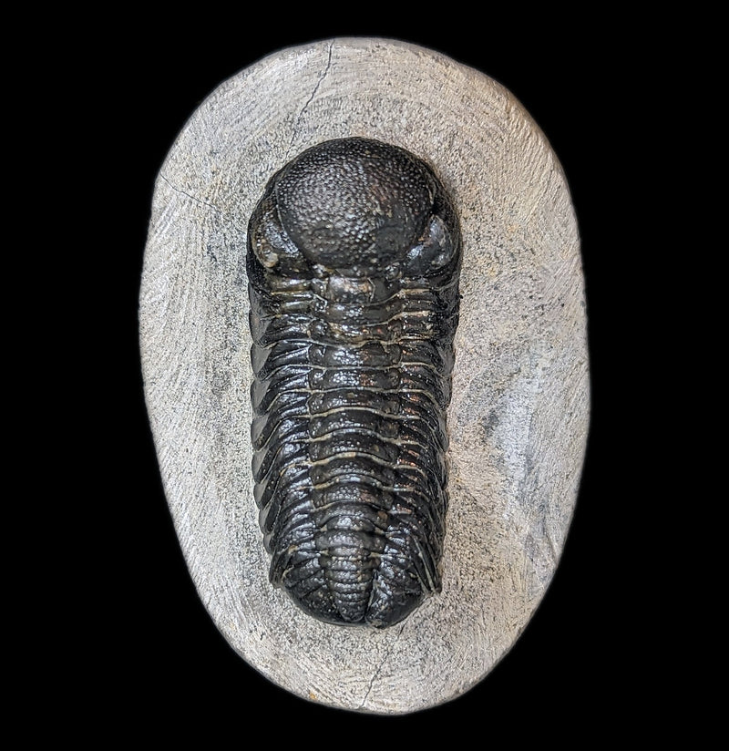 Eldredgeops Rana Trilobite Fossil In Matrix-Fossils-Sahara Overland-PaxtonGate