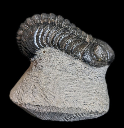 Eldredgeops Rana Trilobite Fossil In Matrix-Fossils-Sahara Overland-PaxtonGate