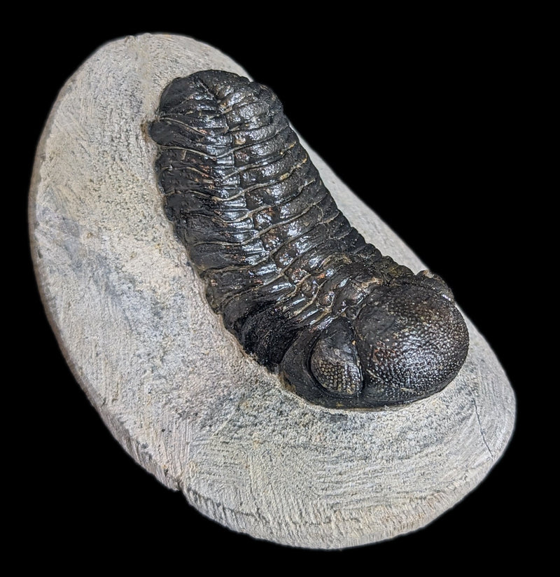 Eldredgeops Rana Trilobite Fossil In Matrix-Fossils-Sahara Overland-PaxtonGate