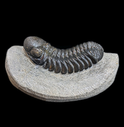 Eldredgeops Rana Trilobite Fossil In Matrix-Fossils-Sahara Overland-PaxtonGate