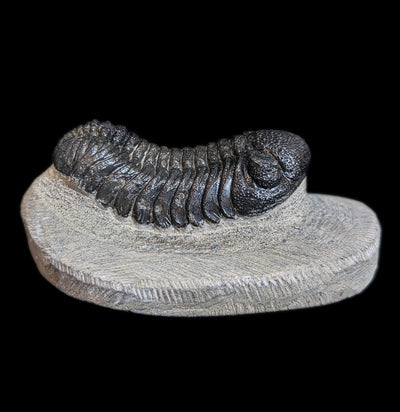 Eldredgeops Rana Trilobite Fossil In Matrix-Fossils-Sahara Overland-PaxtonGate