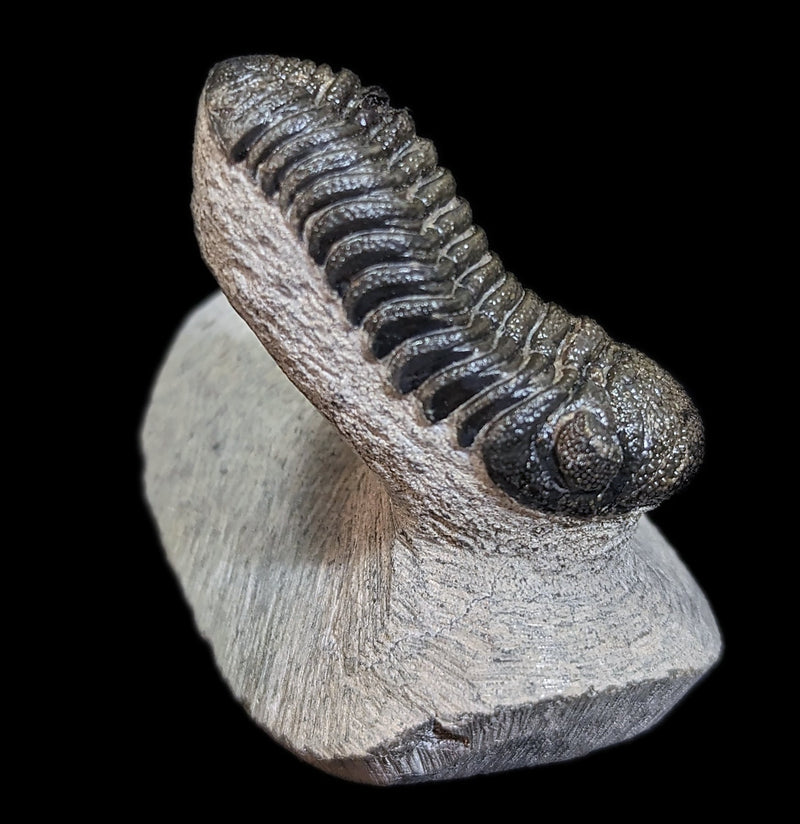 Eldredgeops Rana Trilobite Fossil In Matrix-Fossils-Sahara Overland-PaxtonGate