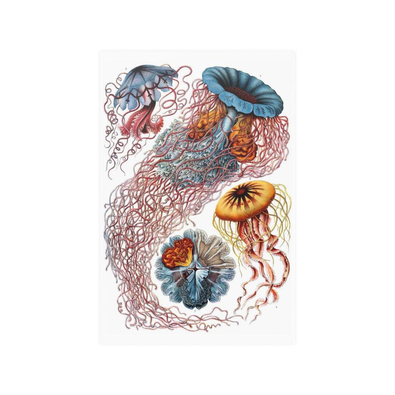 Ernst Haeckel&