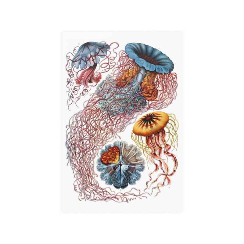 Ernst Haeckel&