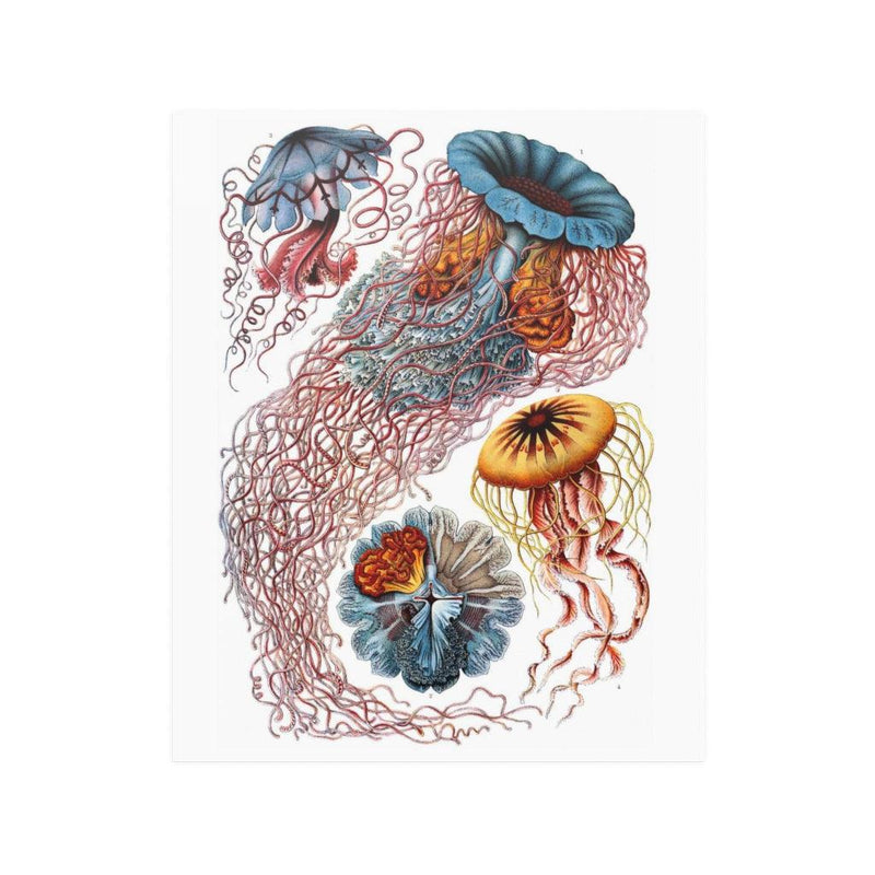 Ernst Haeckel&