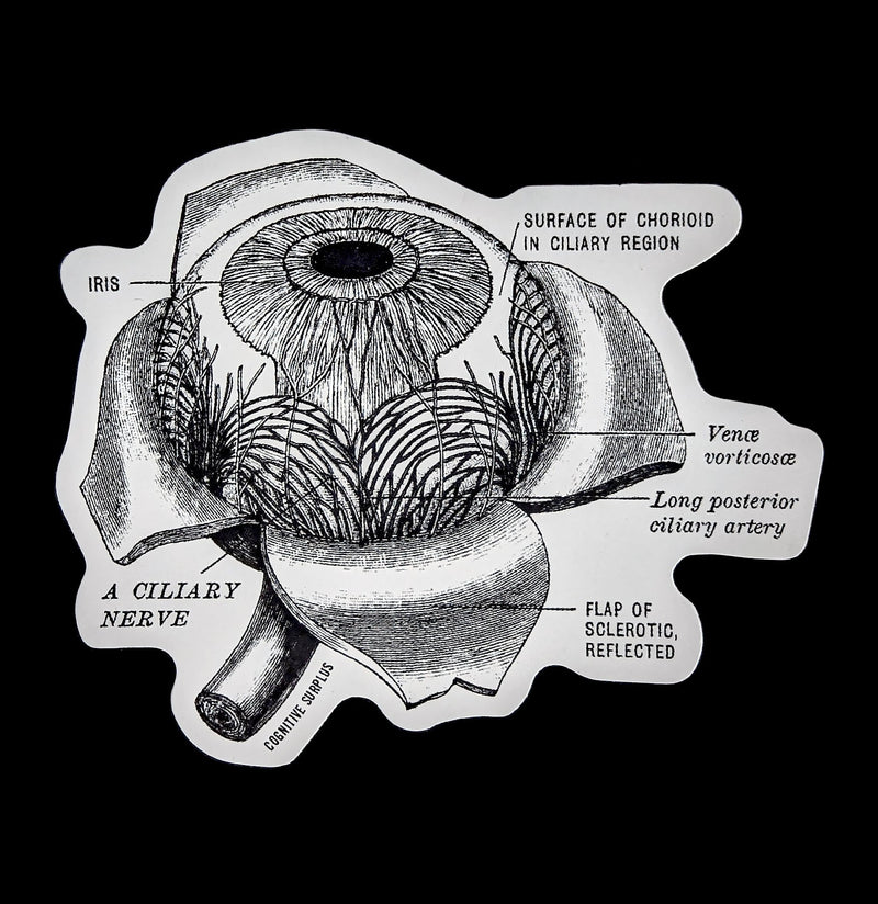 Eye Anatomy Sticker-Stickers-Cognitive Surplus-PaxtonGate