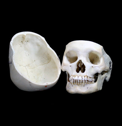 Female Human Skull - Paxton Gate