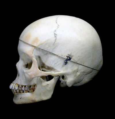 Female Human Skull - Paxton Gate