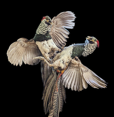 Fighting Lady Amherst Pheasants Taxidermy Mount - Paxton Gate