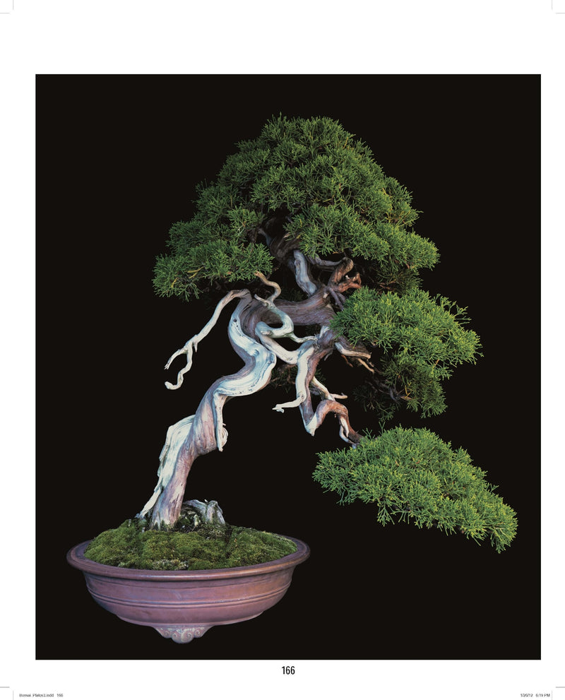 Fine Bonsai: Art & Nature - Paxton Gate