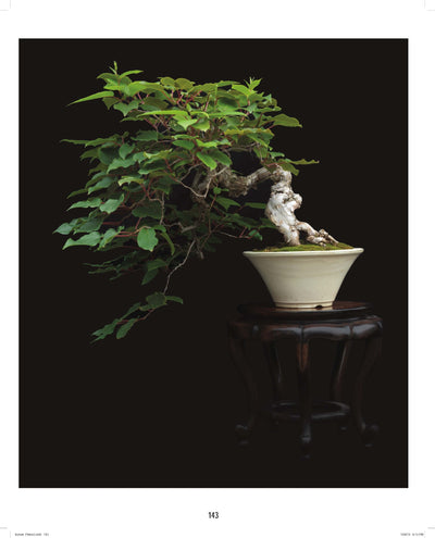 Fine Bonsai: Art & Nature - Paxton Gate