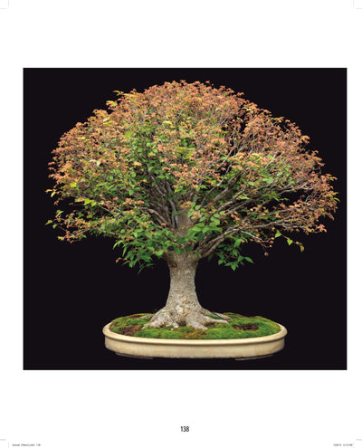 Fine Bonsai: Art & Nature - Paxton Gate