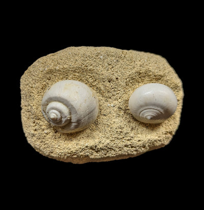 Fossil Gastropods In Reconstructed Matrix-Fossils-British Jurassic Fossils-PaxtonGate