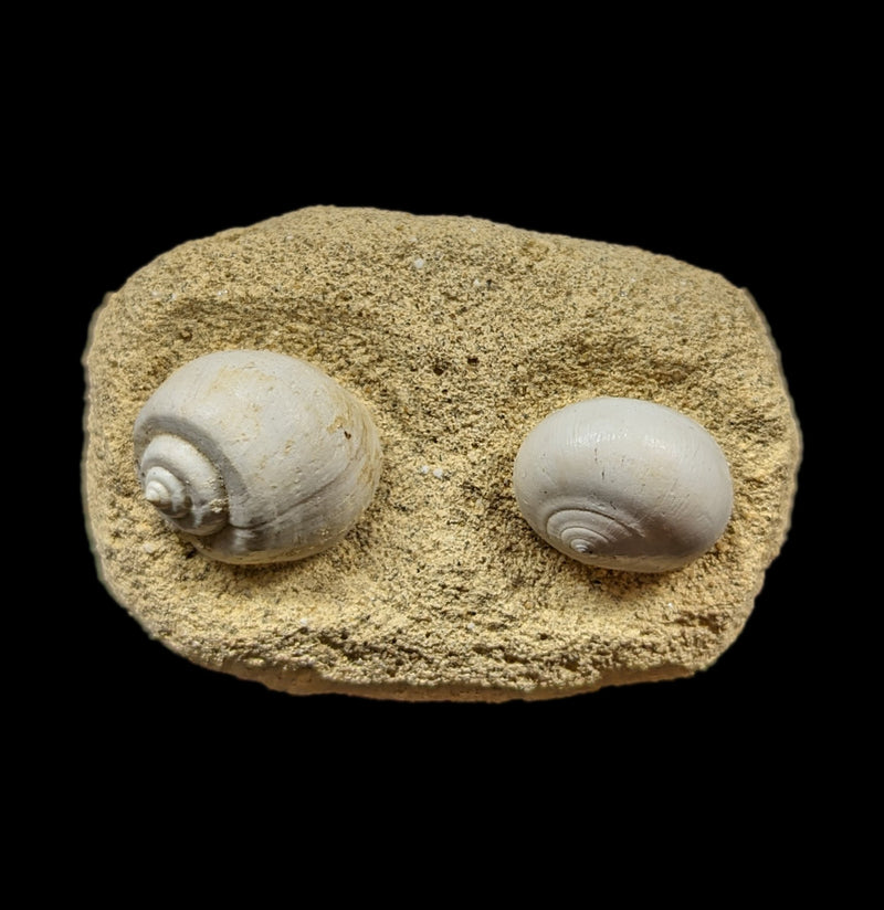 Fossil Gastropods In Reconstructed Matrix-Fossils-British Jurassic Fossils-PaxtonGate