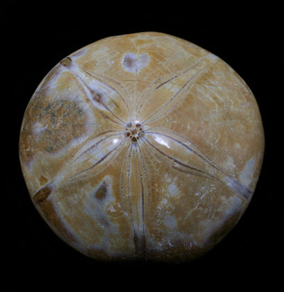 Fossil Sea Urchin - Paxton Gate