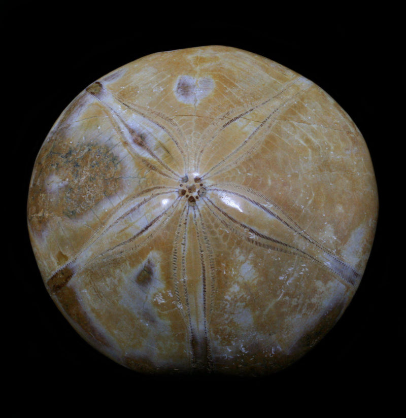 Fossil Sea Urchin - Paxton Gate