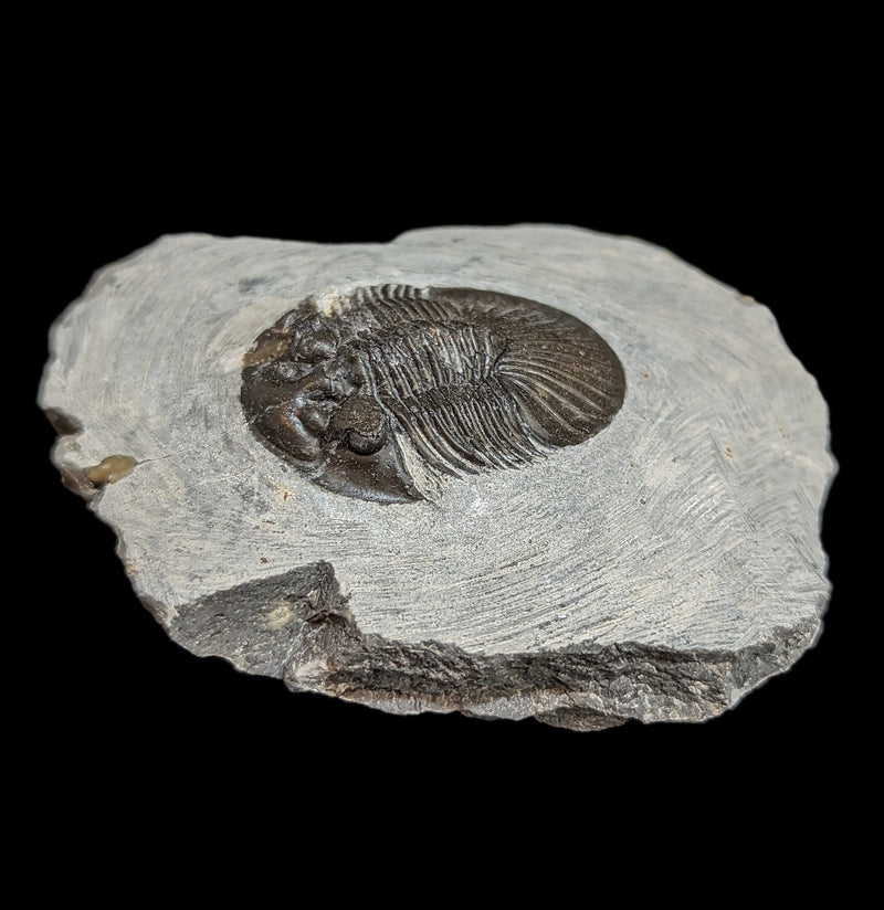 Fossil Trilobite Paralajurus in Matrix-Fossils-Moussa-PaxtonGate