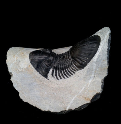 Fossil Trilobite Paralajurus in Matrix - Paxton Gate