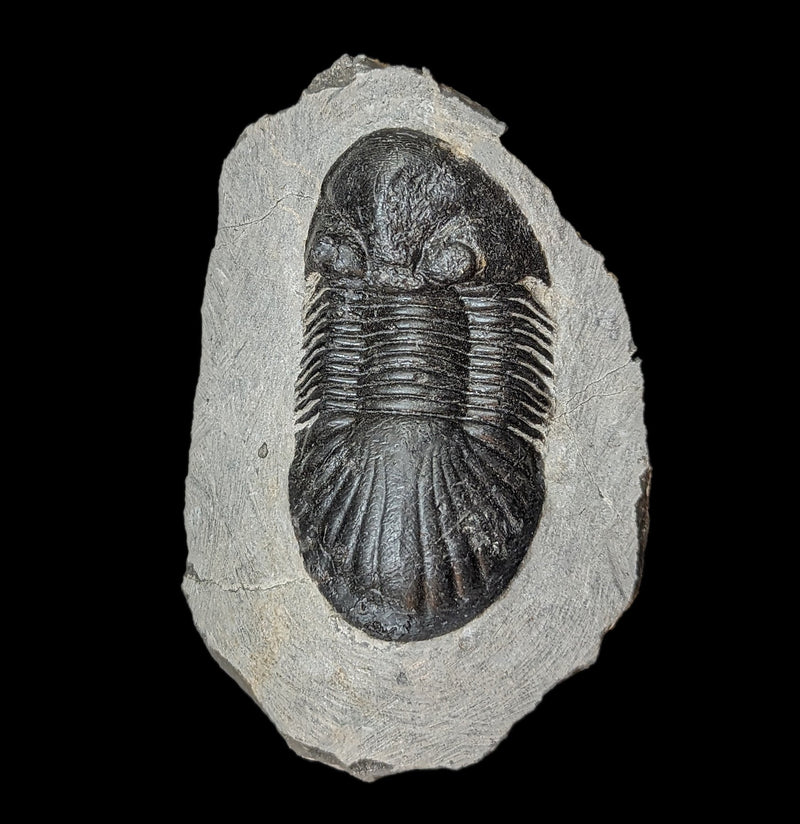 Fossil Trilobite Paralajurus in Matrix-Fossils-Moussa-PaxtonGate