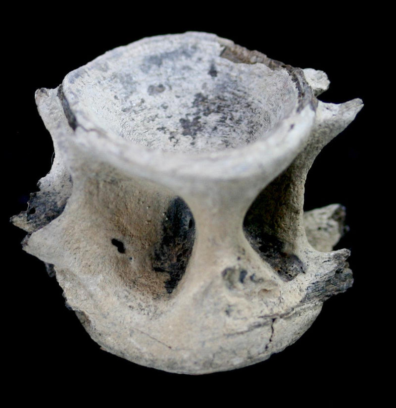 Fossilized Tuna Vertebra - Paxton Gate