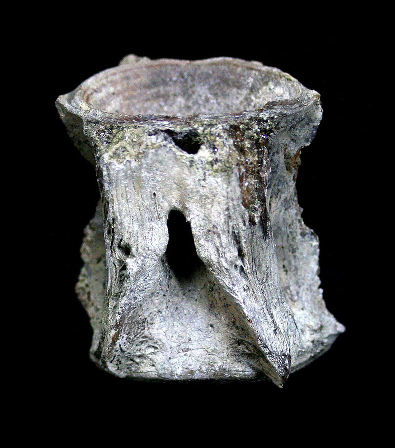 Fossilized Tuna Vertebra - Paxton Gate