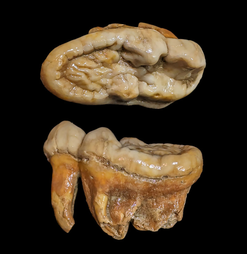 Fossilized Cave Bear Molar-Fossils-Nord Fossil-PaxtonGate