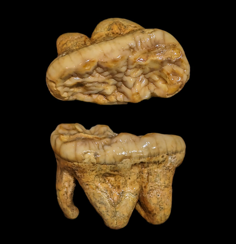 Fossilized Cave Bear Molar-Fossils-Nord Fossil-PaxtonGate