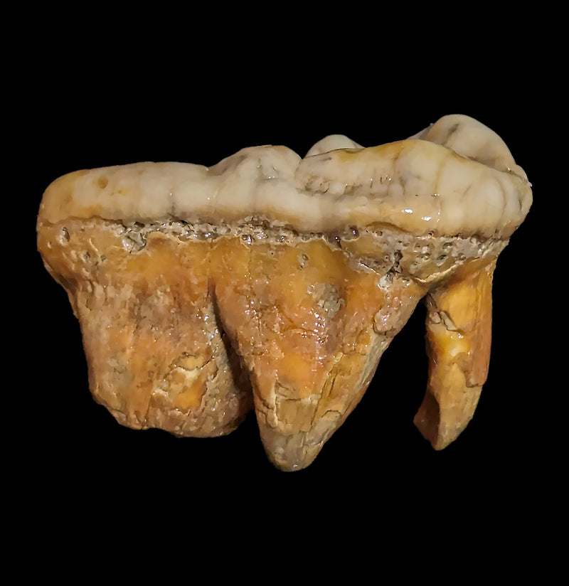 Fossilized Cave Bear Molar-Fossils-Nord Fossil-PaxtonGate