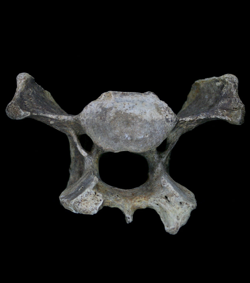 Fossilized Cave Bear Vertebrae - Paxton Gate