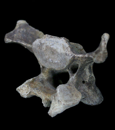 Fossilized Cave Bear Vertebrae - Paxton Gate