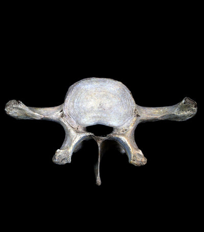 Fossilized Cave Bear Vertebrae - Paxton Gate