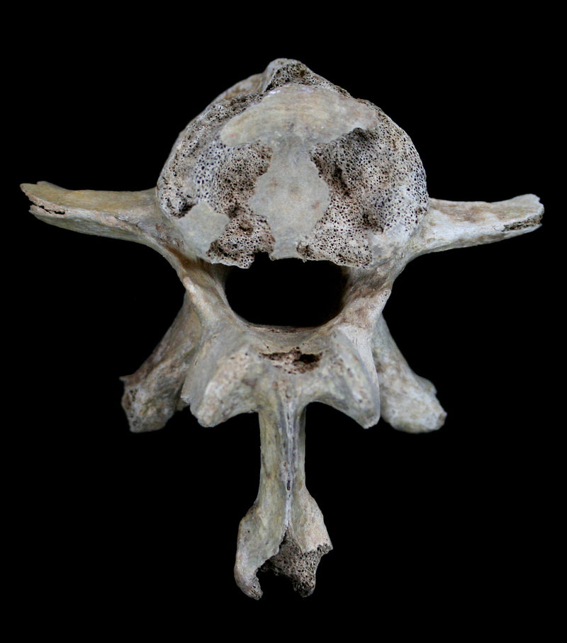 Fossilized Cave Bear Vertebrae - Paxton Gate