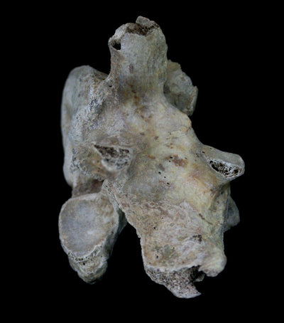 Fossilized Cave Bear Vertebrae - Paxton Gate