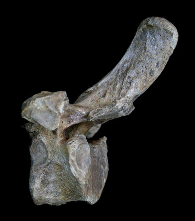 Fossilized Cave Bear Vertebrae - Paxton Gate