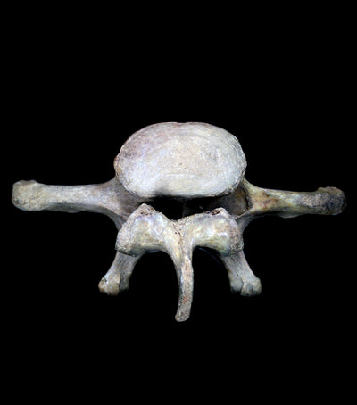 Fossilized Cave Bear Vertebrae - Paxton Gate