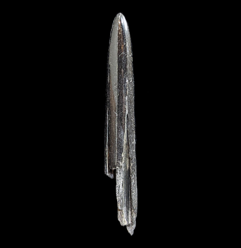 Swordfish Bill Fossil Specimen 