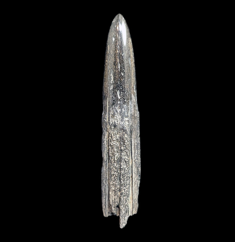 Swordfish Bill Fossil Specimen 