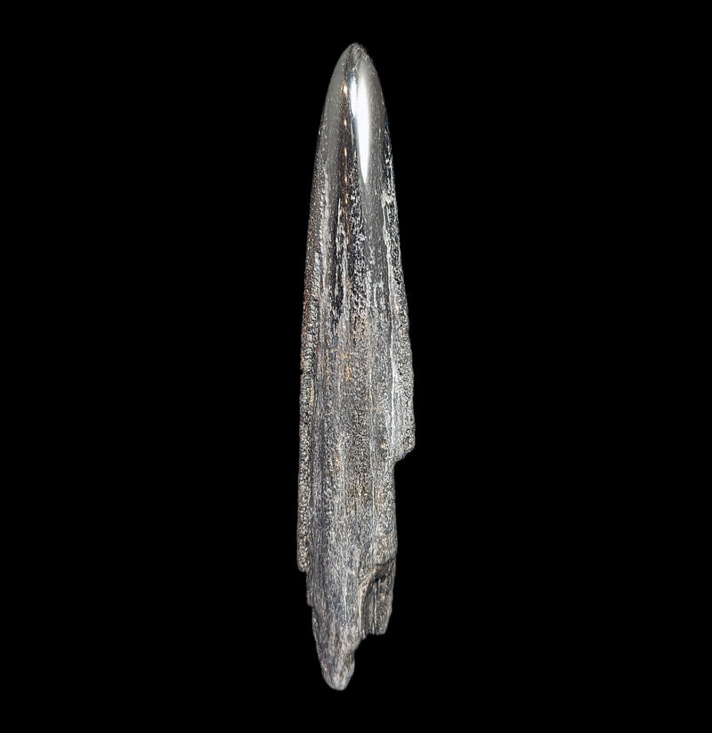 Swordfish Bill Fossil Specimen 