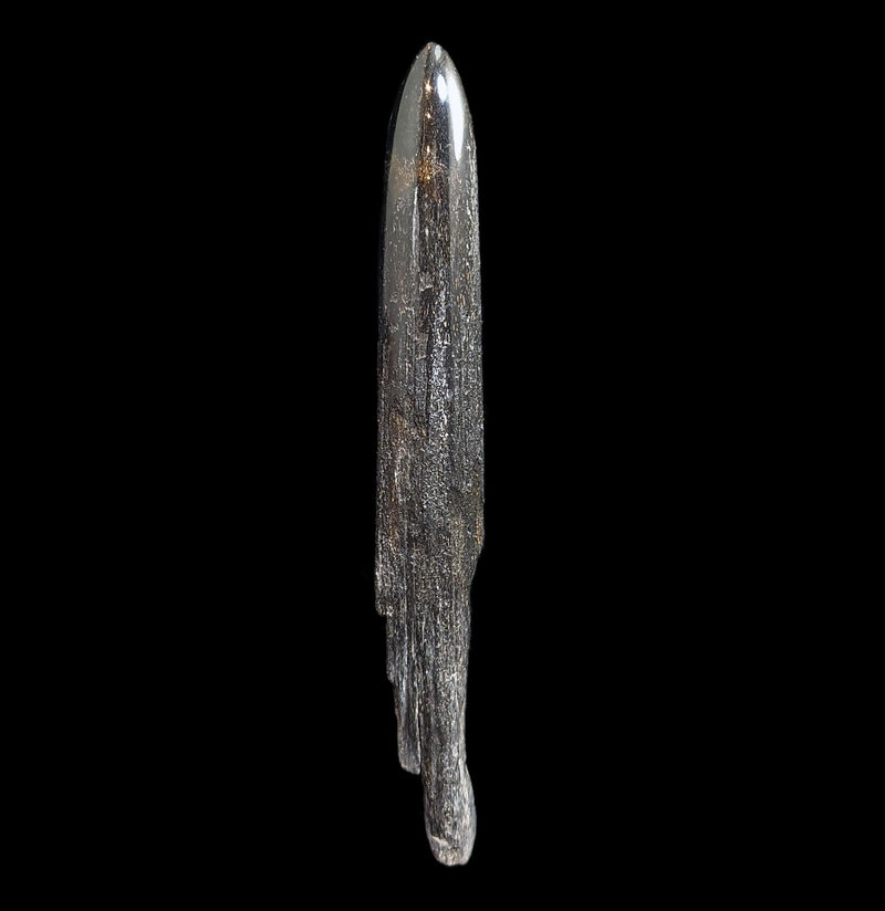 Swordfish Bill Fossil Specimen 