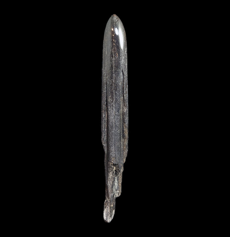 Swordfish Bill Fossil Specimen 