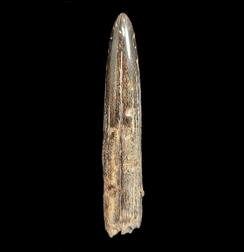 Swordfish Bill Fossil Specimen 