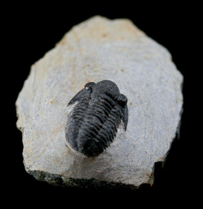 Fossilized Trilobite Gerastos - Paxton Gate