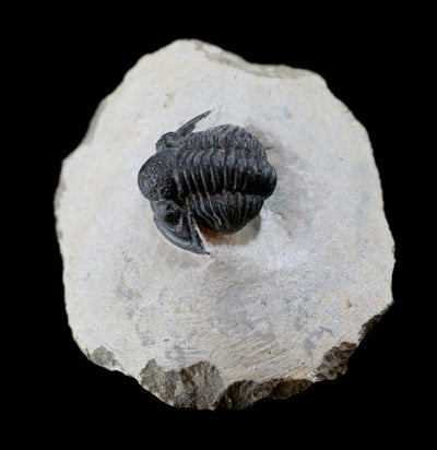 Fossilized Trilobite Gerastos - Paxton Gate