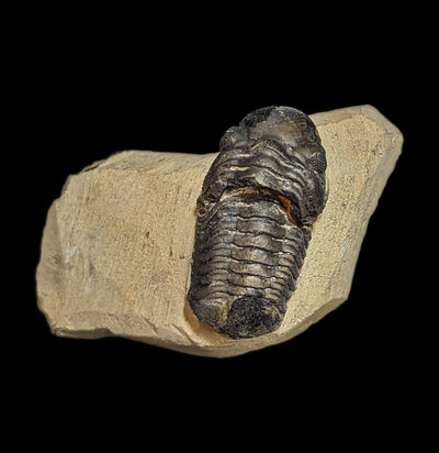 Fossilized Trilobite Gerastos-Fossils-Moussa-PaxtonGate