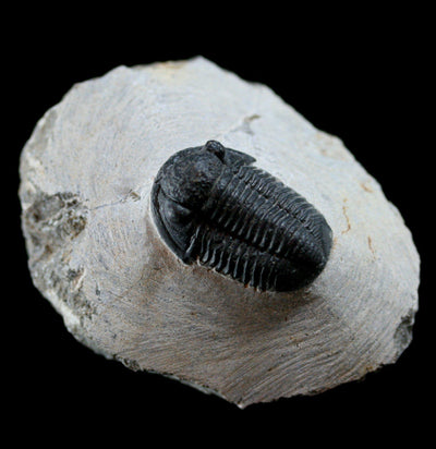 Fossilized Trilobite Gerastos - Paxton Gate