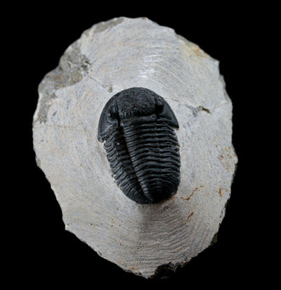 Fossilized Trilobite Gerastos - Paxton Gate