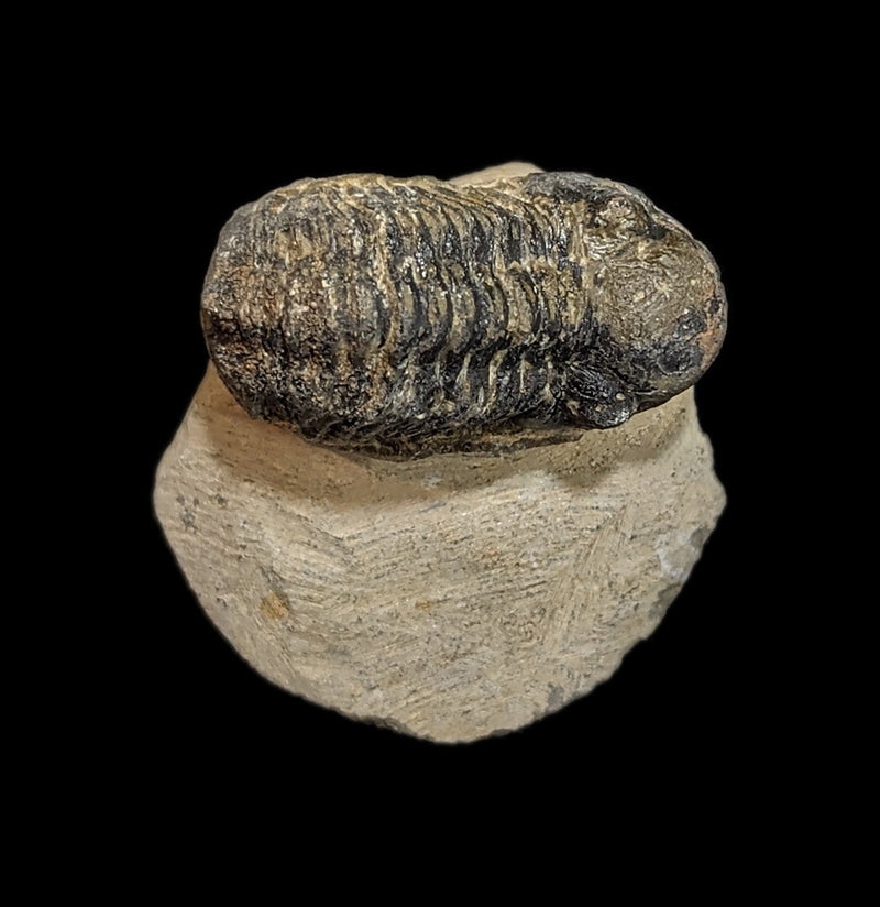 Fossilized Trilobite Gerastos-Fossils-Moussa-PaxtonGate