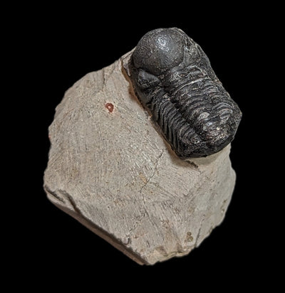 Fossilized Trilobite Gerastos-Fossils-Moussa-PaxtonGate